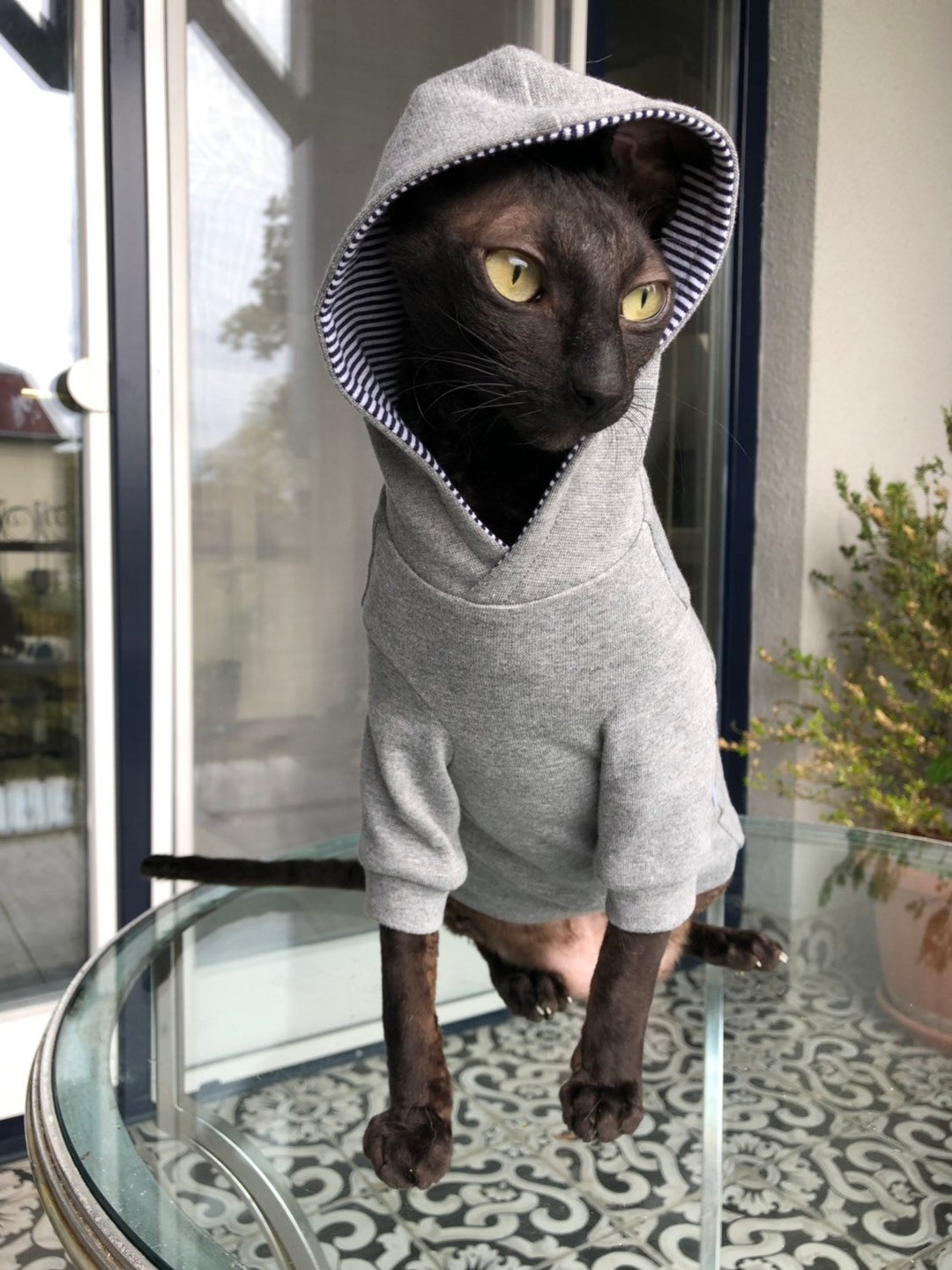 cat series – kotokaizumi
