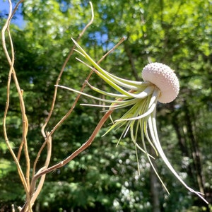 May include: An air plant with long, slender green leaves and a white, textured base, resembling a jellyfish. The plant is mounted on a thin, brown branch, with a blurred green forest background.