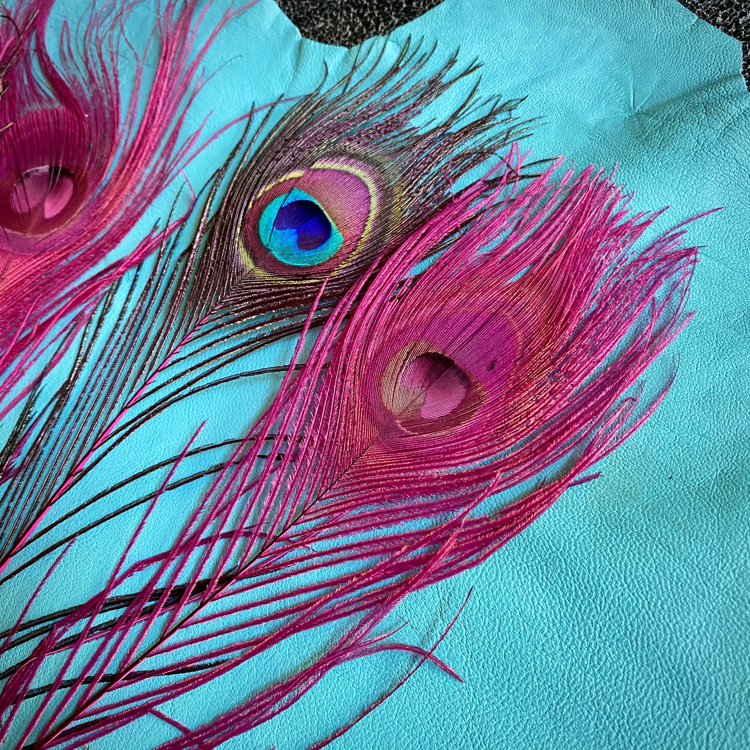 Cinco 5 plumas de pavo real teñidas, rosa intenso, fucsia, tallo teñido de  color natural, para artesanía, trajes, molinería, joyería, tocados -   México