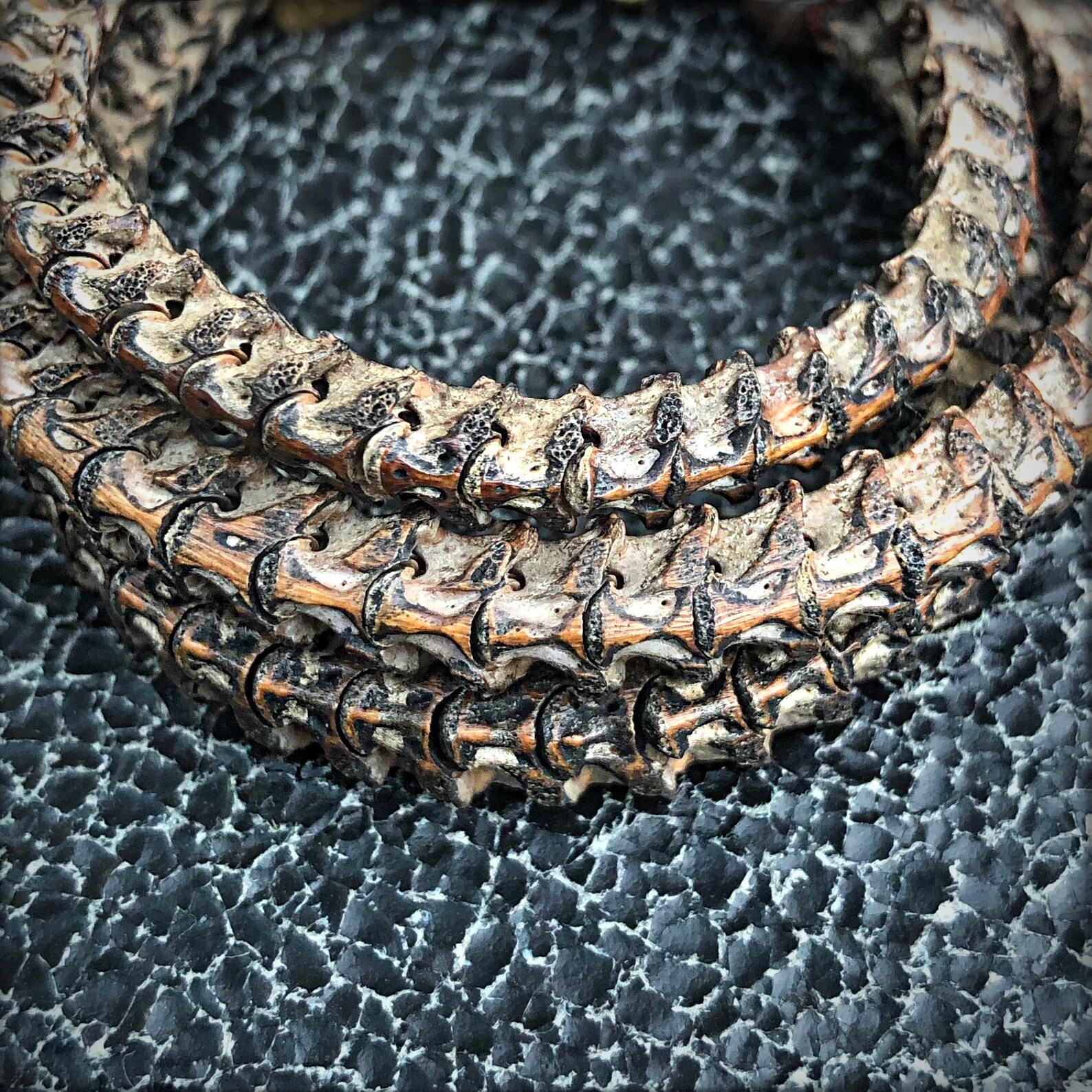 Snake Bracelet Bone Bracelet Snake Vertebrae Real Bones Etsy