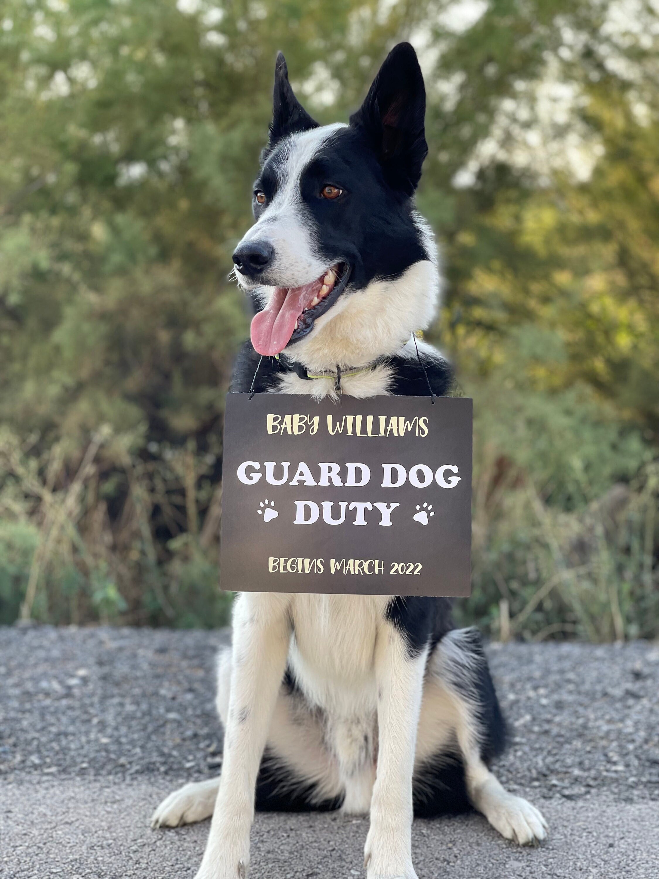 Pet Pregnancy Announcement Sign Guard Dog Baby Announcement Etsy