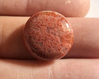 Fossil Coral Cabochon, Round Gemstone, Natural Coral Jewelry Making