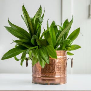Peut inclure: Une plante serpent aux feuilles vertes pointues et panachées poussant dans un pot cylindrique en cuivre martelé. Le récipient métallique présente une finition réfléchissante et deux petites poignées latérales circulaires.