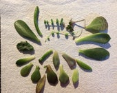 Assortment of 6 Tender Succulent Cuttings Leaves