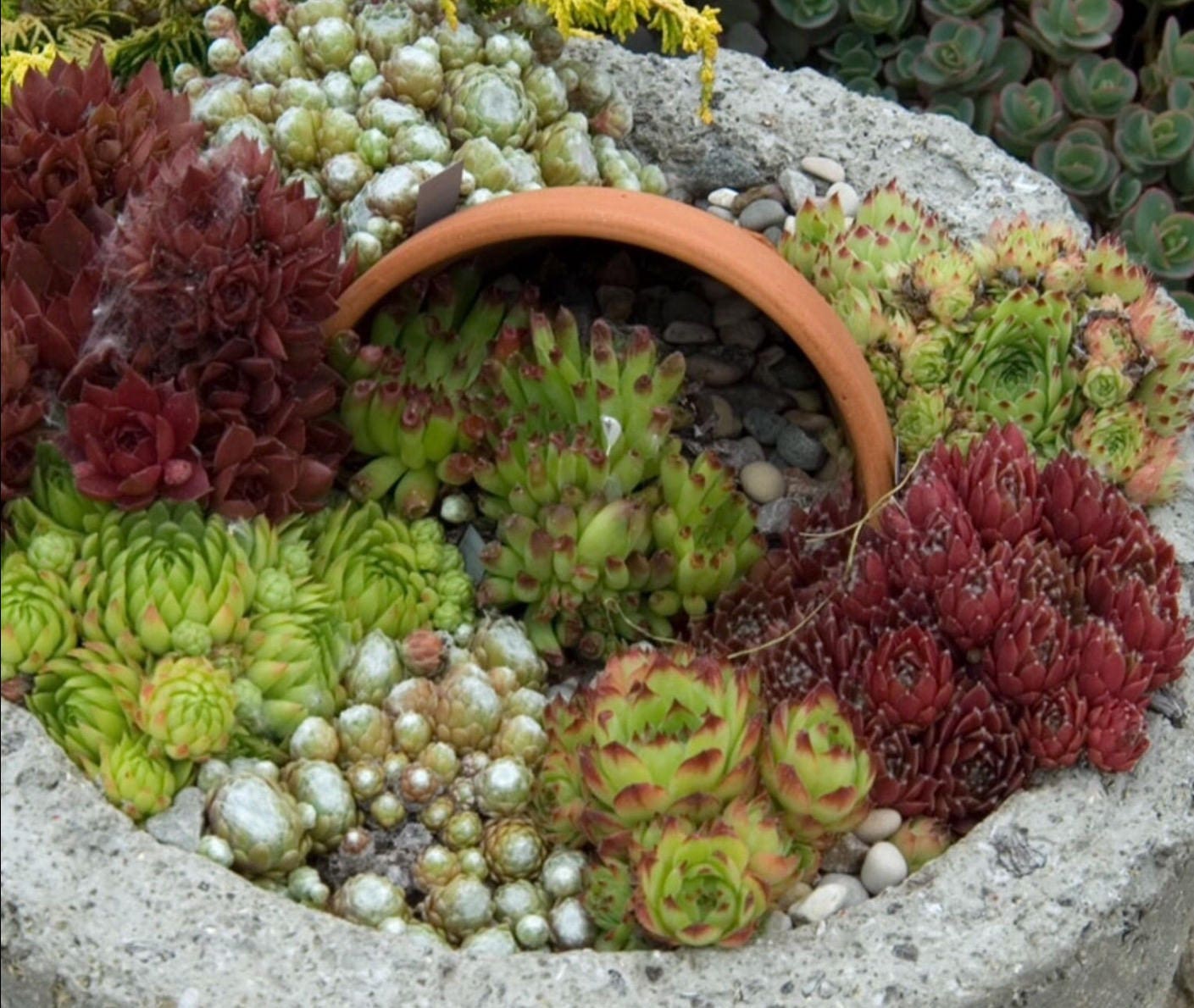 Collection of 6 Different Varieties of Sempervivum hardy/ - Etsy UK