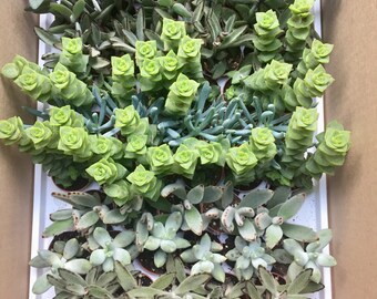 1.5/2.5" Succulent Variety (Grower's Choice)