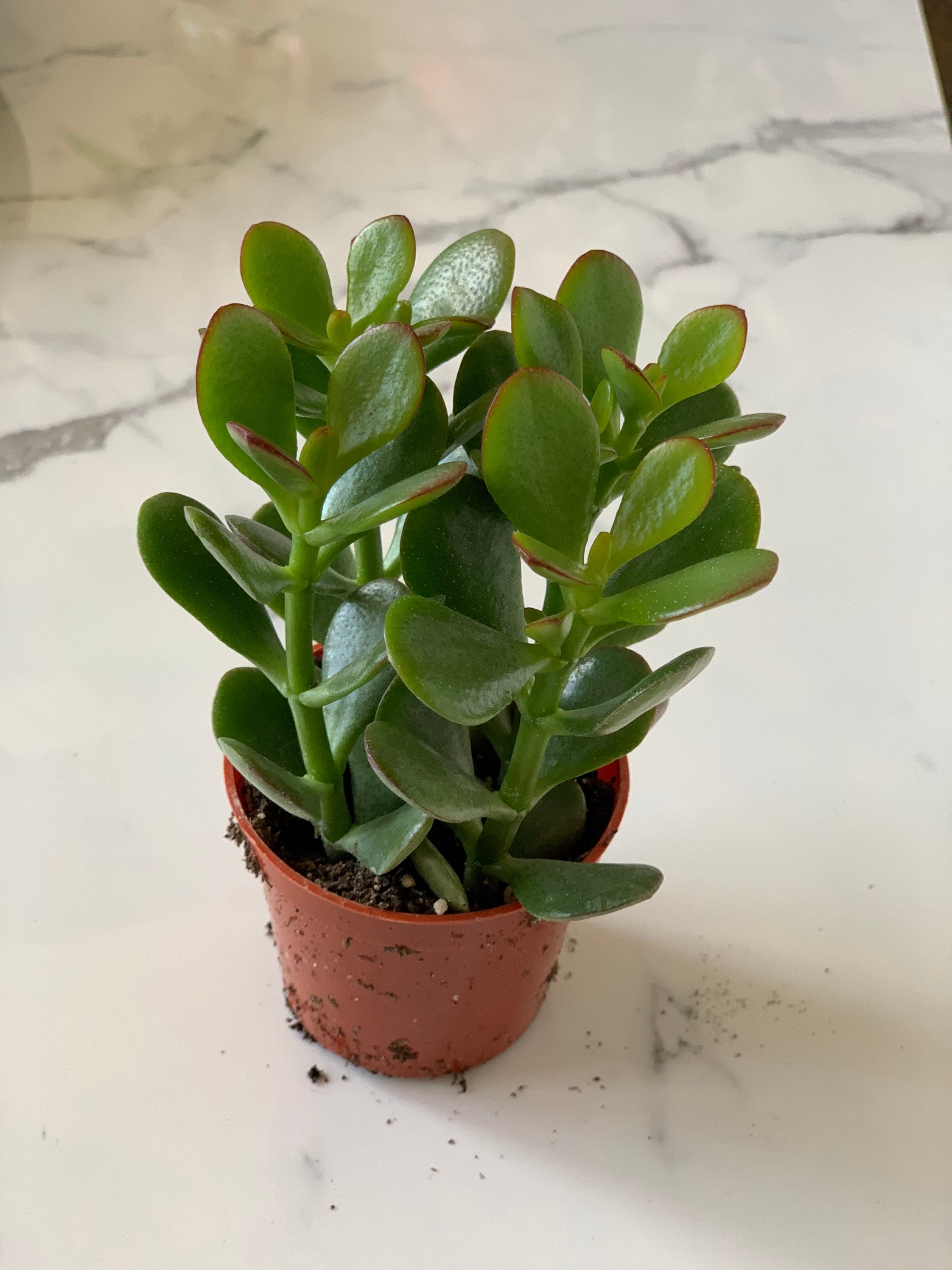 Jade Plant/succulentcrassula Ovata Etsy Canada