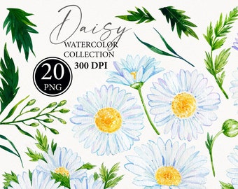 Watercolor Daisy flower clipart. Spring meadow. Camomile png. Hand painted wildflowers png art