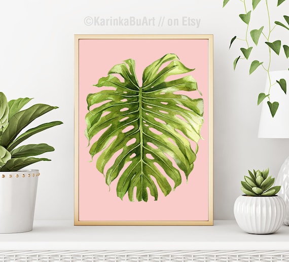 philodendron rare plant Rare Plant Bundle – Pafe Plants