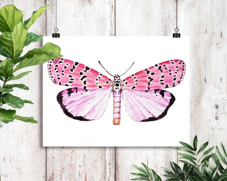 May include: Watercolor painting of a pink and black butterfly with white and pink wings. The butterfly is on a white background.