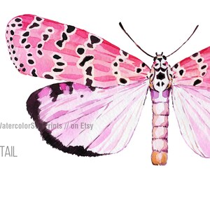 May include: Watercolor painting of a pink and black moth with detailed wings. The moth is isolated on a white background.  "Watercolor Prints // on Etsy" and "DETAIL" are written in black text at the bottom of the image.