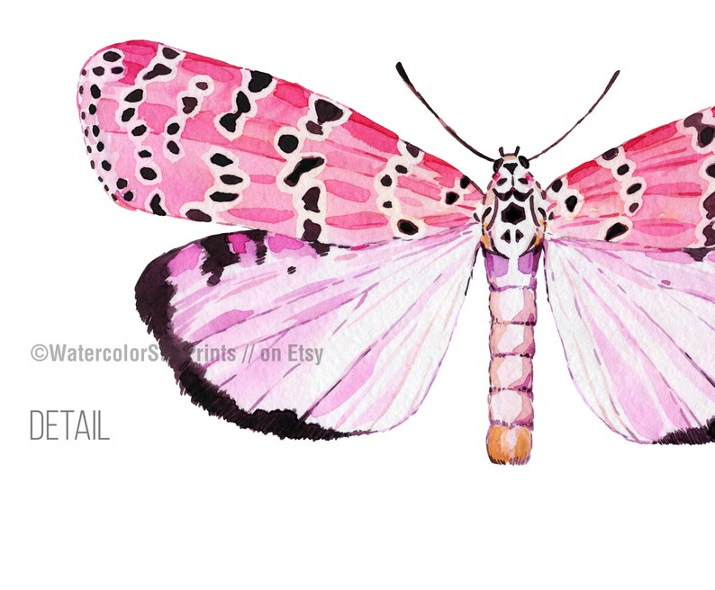 May include: Watercolor painting of a pink and black moth with detailed wings. The moth is isolated on a white background.  "Watercolor Prints // on Etsy" and "DETAIL" are written in black text at the bottom of the image.