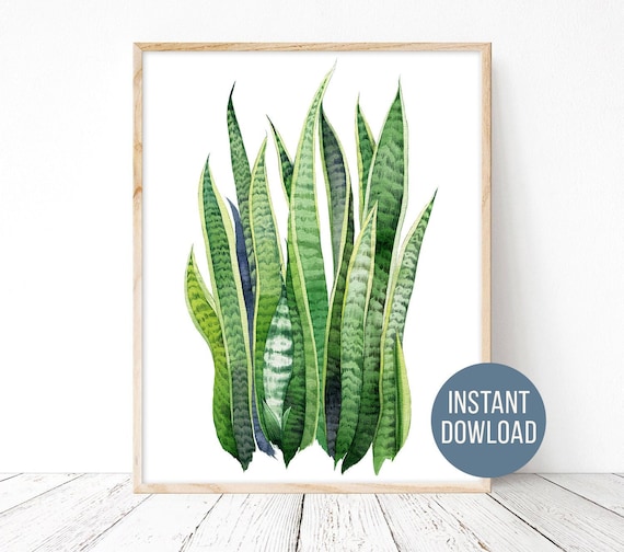 Snake Plant Print Sansevieria Botanical Print Watercolor Etsy