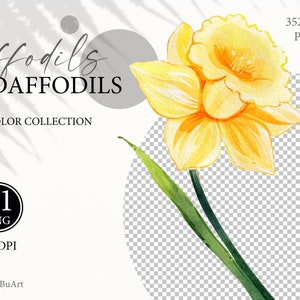 Watercolor Daffodils Clipart Set. Hand Painted Spring Flowers PNG Clip ...