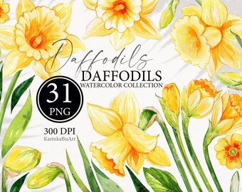 Watercolor daffodils clipart set. Hand painted spring flowers PNG clip art. Separate elements for invitations, card making, scrapbooking