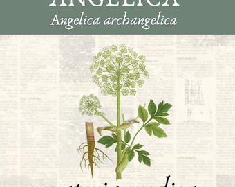 Angelica archangelica Materia Medica —  Digital Download — Herbal Learning