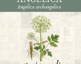 Angelica archangelica Materia Medica —  Digital Download — Herbal Learning