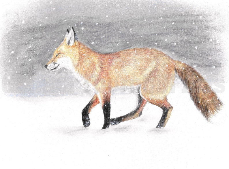 Winter Fox print