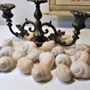 Può includere: Una collezione di numerose conchiglie di lumaca beige chiaro disposte in un gruppo su una superficie bianca, posizionate davanti a un candelabro in metallo color bronzo scuro con tre portacandele e decorazioni a forma di foglia.