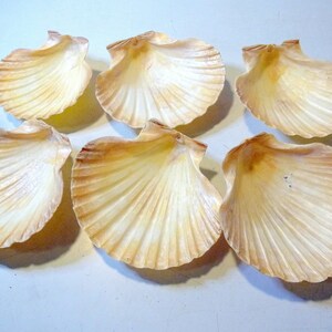 6 JAKOBSMUSCHELN Schalen ca. 10-12 cm Naturdeko