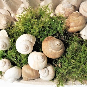 Puede incluir: Una colección de conchas de caracol en varios tonos de marrón y blanco, anidadas en un lecho de musgo verde. Las conchas están dispuestas en un patrón circular, creando una exhibición natural y orgánica.