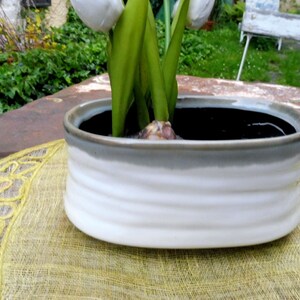 May include: White ceramic oval planter with a gray rim, featuring a white tulip with green leaves and a bulb in the center.