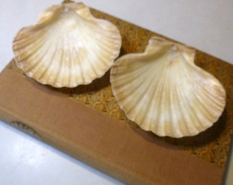 2 scallops approx. 10 - 12 cm natural mussel shell