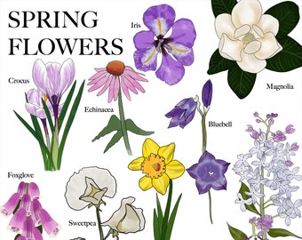 Spring Flowers: A Classical Nature Study