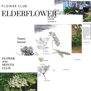 May include: A collage of images featuring elderflower, a white flower with a delicate fragrance. The images include a close-up of the flower, a botanical illustration of the plant, and a recipe for elderflower syrup. The text "FLOWER CLUB" and "ELDERFLOWER" is featured in the image.