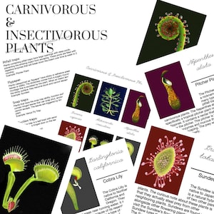 May include: A colourful illustration of various carnivorous and insectivorous plants. The illustration features a Venus flytrap, a pitcher plant, a sundew, and a cobra lily. The text on the page describes the different types of traps that these plants use to catch their prey.