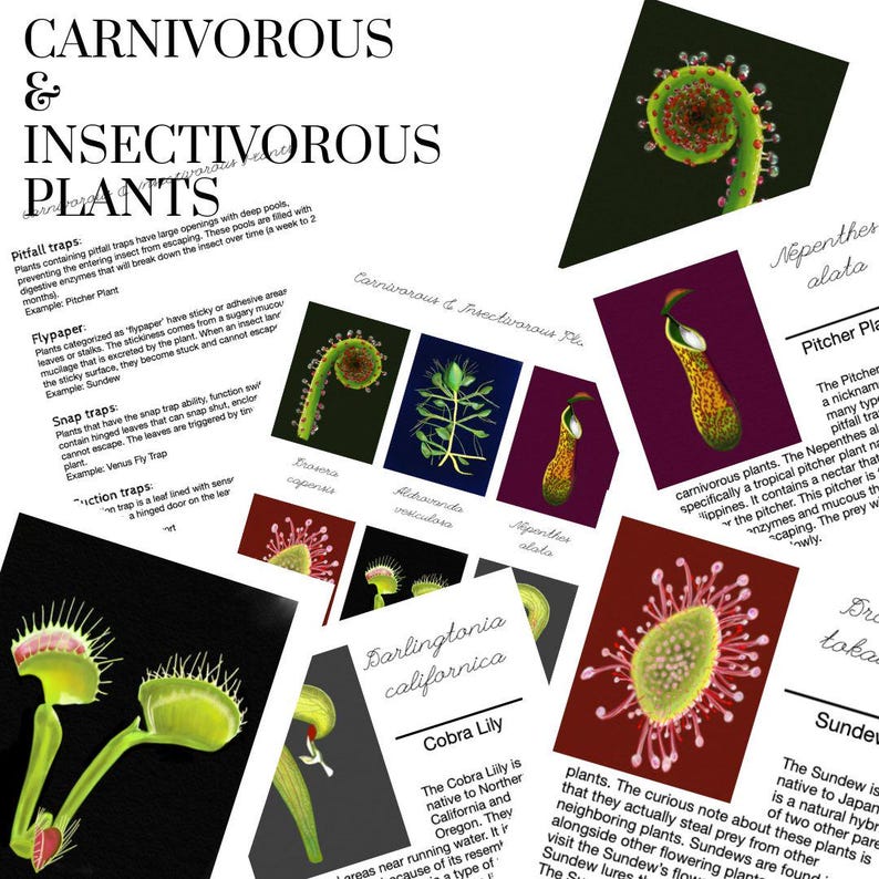 Carnivorous & Insectivorous Plants - Etsy