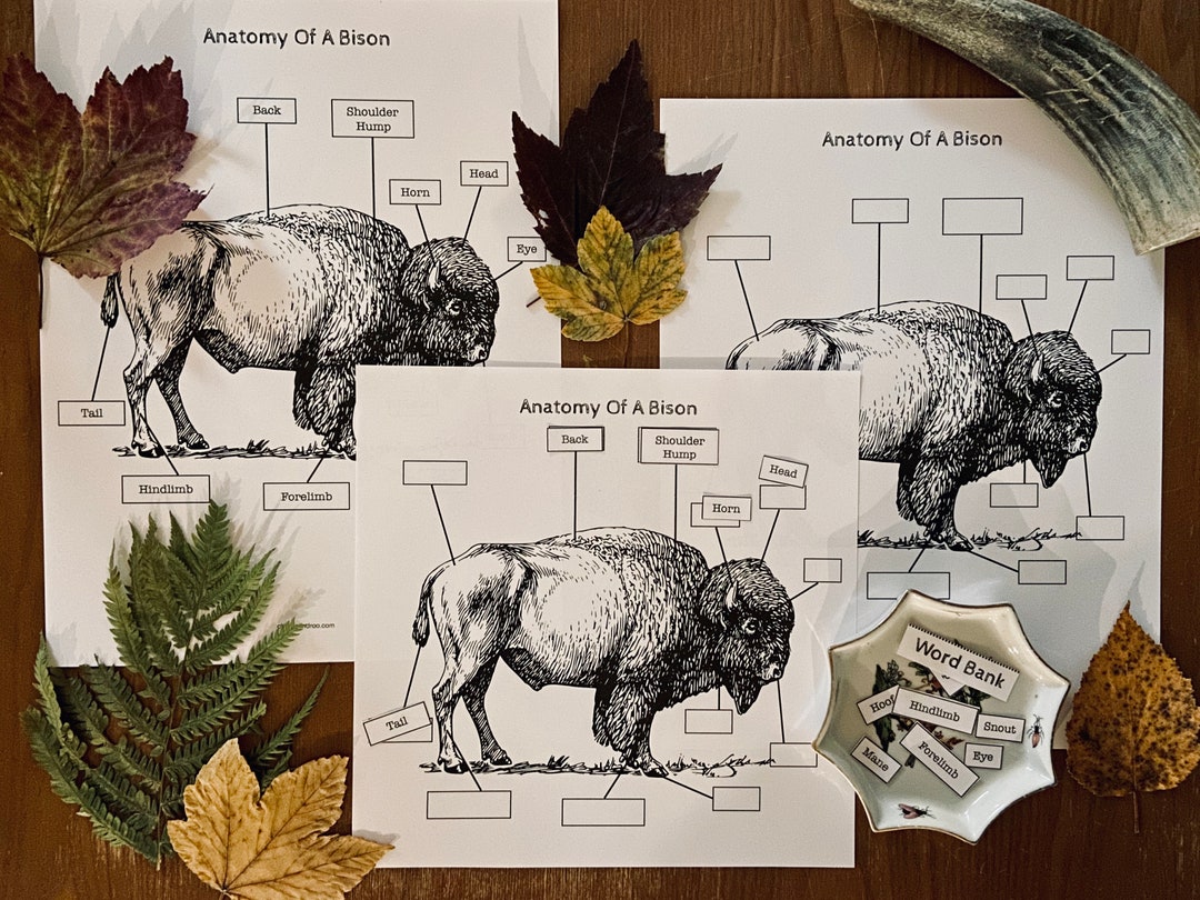 Animal Anatomy Coloring Collection - Etsy