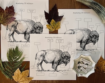 Animal Anatomy Coloring Collection