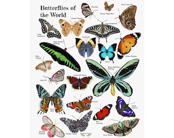 Butterflies of the World Poster