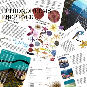 May include: A colorful educational printable pack about echinoderms, featuring illustrations of starfish, sea urchins, and other marine creatures. The pack includes information about their anatomy, habitats, and classification. The text includes the words "Echinoderms Prep Pack" and "Echinoderms of the World".