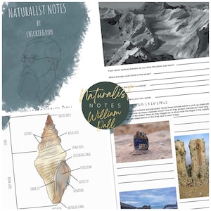 Può includere: Un foglio di lavoro stampabile per un quaderno di naturalista con un'illustrazione in bianco e nero di un uomo barbuto e una conchiglia con parti etichettate. Il foglio di lavoro include domande sulla direzione da cui è stata scattata una foto, gli animali che potrebbero prosperare in un determinato terreno e una sezione per le osservazioni.