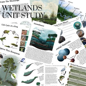 May include: A collection of educational posters and diagrams about wetlands. The posters cover topics such as the life cycle of a frog, groundwater, and wetland ecosystems. The title "Wetlands Unit Study" is displayed prominently.