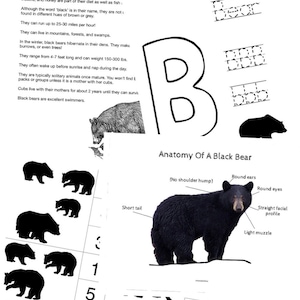 Black Bear Mini Unit Study