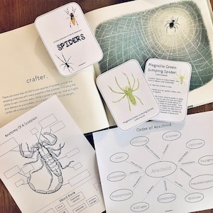Prep Pack: Spinnentiere