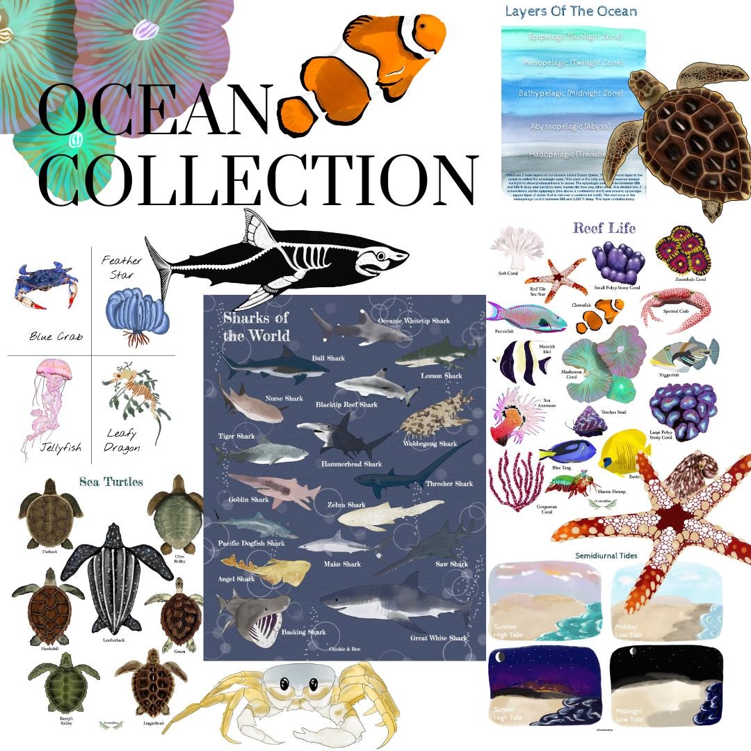 Ocean Fish Collection Ocean Collection (8 Studies, 200+ Pages) - Etsy