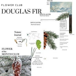 Può includere: Un collage a tema botanico con il testo "FLOWER CLUB" e "DOUGLAS FIR". Presenta illustrazioni di una pigna, una piantina e una mappa del mondo. È presente anche il testo "Nature Journal" e "FLOWER of the MONTH CLUB".