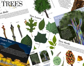 Trees of the World Prep Pack