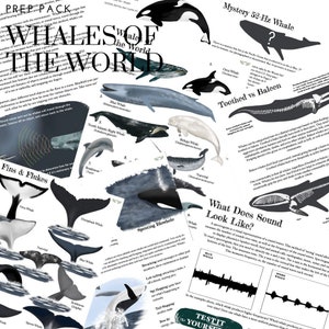 Puede incluir: Un póster educativo colorido con ilustraciones de diferentes especies de ballenas, incluyendo la ballena azul, la ballena jorobada y la ballena beluga. El póster también incluye información sobre los sonidos de las ballenas y las aletas y las colas.