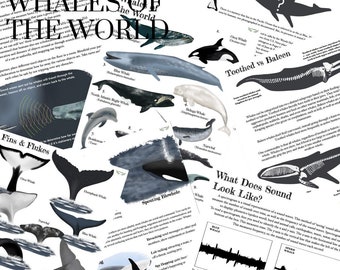 May include: A colorful educational poster with illustrations of different whale species, including the blue whale, humpback whale, and beluga whale. The poster also includes information about whale sounds and fins and flukes.