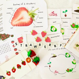 May include: A set of educational materials for learning about strawberries. The set includes a diagram of the anatomy of a strawberry, a life cycle chart, word tiles spelling "strawberry", and several flashcards with images of different stages of strawberry growth.
