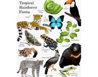 Tropical Rainforest Poster