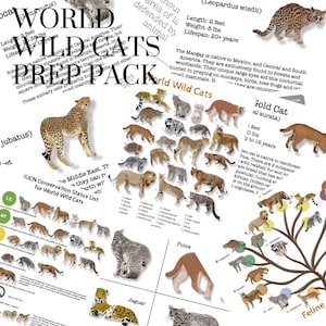Könnte beinhalten: Eine farbenfrohe illustrierte Tabelle, die verschiedene Arten von Wildkatzen aus aller Welt zeigt. Die Tabelle enthält den wissenschaftlichen Namen, die Länge, das Gewicht, die Lebensdauer und den Lebensraum jeder Katze. Die Tabelle trägt den Titel "World Wildcats Prep Pack".