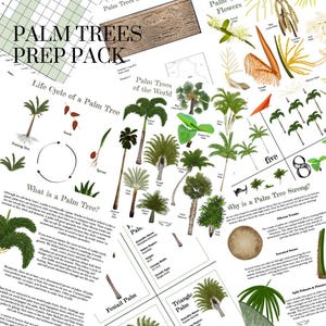 May include: A colorful educational poster about palm trees. The poster includes illustrations of different types of palm trees, their life cycle, and information about their unique features. The text on the poster includes the words "Palm Trees Prep Pack", "Life Cycle of a Palm Tree", "What is a Palm Tree?", "Palm Trees of the World", and "Why is a Palm Tree Strong?"