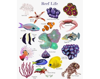 Reef Life Poster