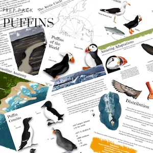 May include: A colorful illustrated guide to puffins, featuring a map of their global distribution, a close-up of a puffin with its beak open, and a diagram of a puffin's anatomy. The text includes the words "Puffins of the World" and "Amazing Adaptations".